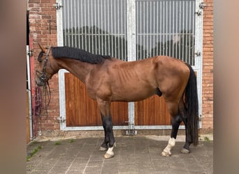 Hannoveraan, Hengst, 3 Jaar, 170 cm, Lichtbruin