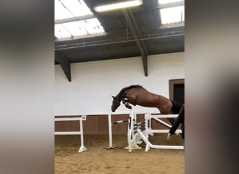 Hannoveraan, Hengst, 3 Jaar, 170 cm, Lichtbruin