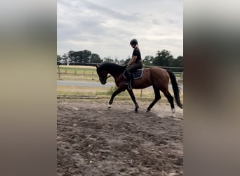 Hannoveraan, Hengst, 3 Jaar, 170 cm, Lichtbruin