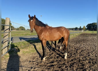 Hannoveraan, Hengst, 3 Jaar, 170 cm, Lichtbruin