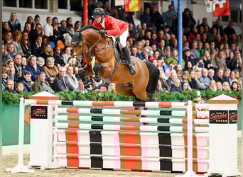 Hannoveraan, Hengst, 3 Jaar, 170 cm, Vliegenschimmel