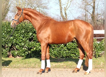 Hannoveraan, Hengst, 3 Jaar, 170 cm, Vos