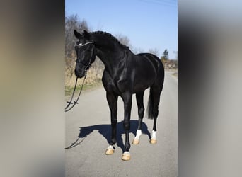 Hannoveraan, Hengst, 3 Jaar, 170 cm, Zwart