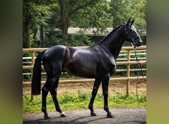 Hannoveraan, Hengst, 3 Jaar, 170 cm, Zwartbruin