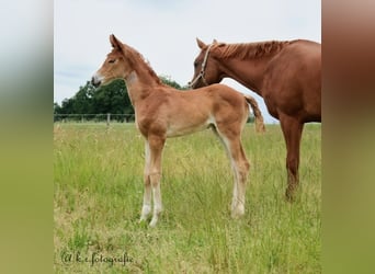 Hannoveraan, Hengst, 3 Jaar, 171 cm, Vos