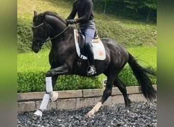 Hannoveraan, Hengst, 3 Jaar, 171 cm, Zwart
