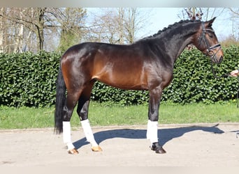 Hannoveraan, Hengst, 3 Jaar, 172 cm, Donkerbruin