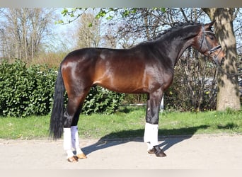 Hannoveraan, Hengst, 3 Jaar, 172 cm, Donkerbruin