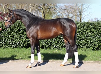 Hannoveraan, Hengst, 3 Jaar, 172 cm, Donkerbruin