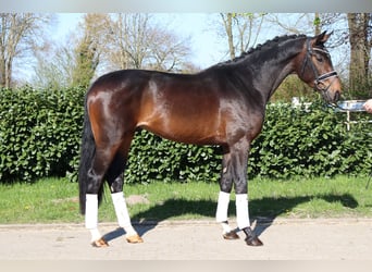 Hannoveraan, Hengst, 3 Jaar, 172 cm, Donkerbruin