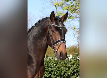 Hannoveraan, Hengst, 3 Jaar, 172 cm, Donkerbruin