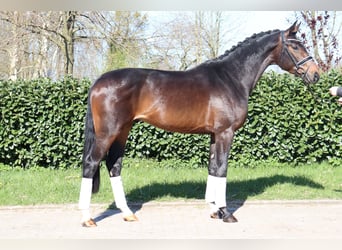 Hannoveraan, Hengst, 3 Jaar, 172 cm, Donkerbruin