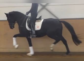 Hannoveraan, Hengst, 3 Jaar, 172 cm, Zwart