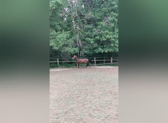 Hannoveraan, Hengst, 3 Jaar, 173 cm, Donkerbruin