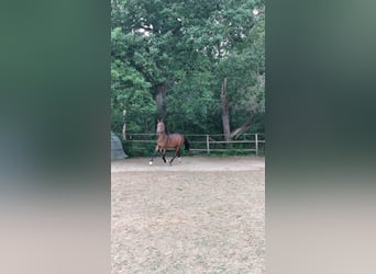 Hannoveraan, Hengst, 3 Jaar, 173 cm, Donkerbruin