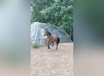 Hannoveraan, Hengst, 3 Jaar, 173 cm, Donkerbruin