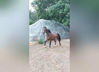 Hannoveraan, Hengst, 3 Jaar, 173 cm, Donkerbruin