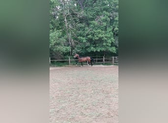 Hannoveraan, Hengst, 3 Jaar, 173 cm, Donkerbruin