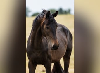 Hannoveraan, Hengst, 3 Jaar, Donkerbruin