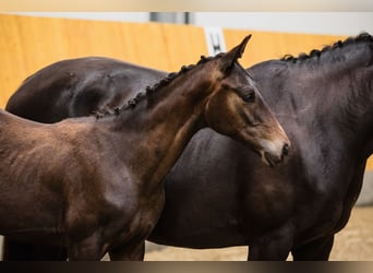 Hannoveraan, Hengst, 3 Jaar, Donkerbruin