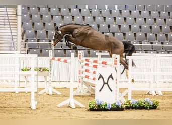 Hannoveraan, Hengst, 3 Jaar, Donkerbruin