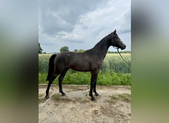 Hannoveraan, Hengst, 3 Jaar, kan schimmel zijn