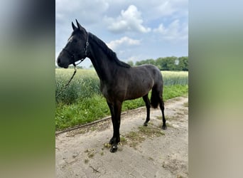 Hannoveraan, Hengst, 3 Jaar, kan schimmel zijn