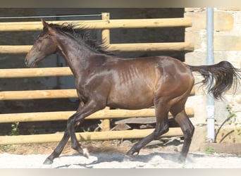 Hannoveraan, Hengst, 3 Jaar, Zwartbruin