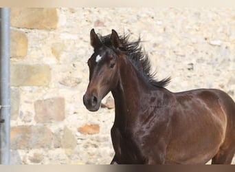 Hannoveraan, Hengst, 3 Jaar, Zwartbruin