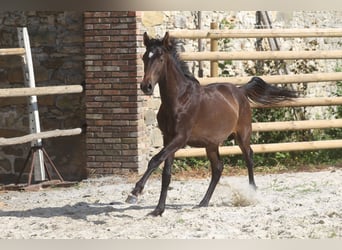 Hannoveraan, Hengst, 3 Jaar, Zwartbruin