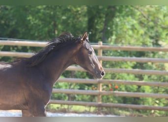 Hannoveraan, Hengst, 3 Jaar, Zwartbruin