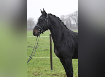 Hannoveraan, Hengst, 4 Jaar, 160 cm, Donkerbruin
