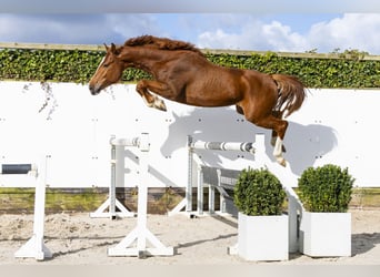 Hannoveraan, Hengst, 4 Jaar, 162 cm