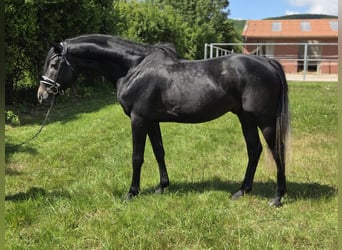 Hannoveraan, Hengst, 4 Jaar, 163 cm, Schimmel