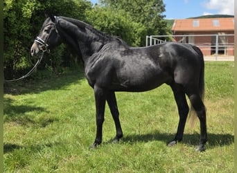 Hannoveraan, Hengst, 4 Jaar, 163 cm, Schimmel
