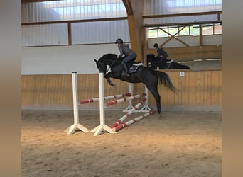Hannoveraan, Hengst, 4 Jaar, 163 cm, Schimmel