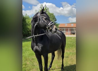 Hannoveraan, Hengst, 4 Jaar, 163 cm, Schimmel