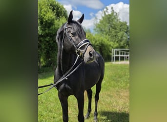 Hannoveraan, Hengst, 4 Jaar, 163 cm, Schimmel