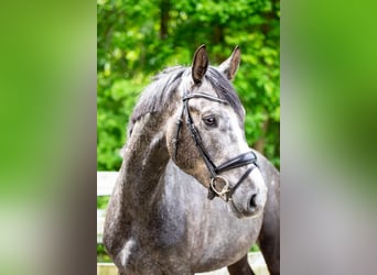 Hannoveraan, Hengst, 4 Jaar, 164 cm, Schimmel