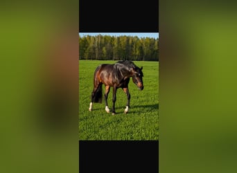 Hannoveraan, Hengst, 4 Jaar, 165 cm, Donkerbruin
