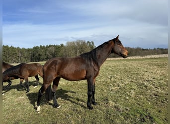 Hannoveraan, Hengst, 4 Jaar, 166 cm, Bruin