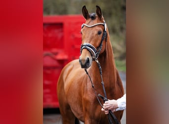 Hannoveraan, Hengst, 4 Jaar, 168 cm, Bruin