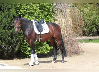 Hannoveraan, Hengst, 4 Jaar, 169 cm, Donkerbruin