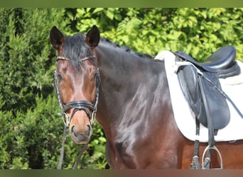 Hannoveraan, Hengst, 4 Jaar, 169 cm, Donkerbruin