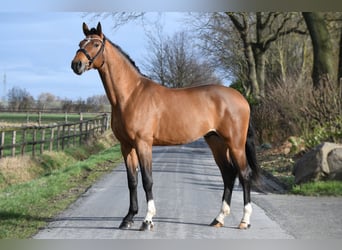Hannoveraan, Hengst, 4 Jaar, 170 cm, Brauner