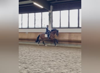 Hannoveraan, Hengst, 4 Jaar, 170 cm, Brauner