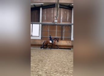 Hannoveraan, Hengst, 4 Jaar, 170 cm, Brauner