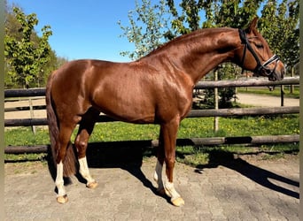 Hannoveraan, Hengst, 4 Jaar, 170 cm, Vos