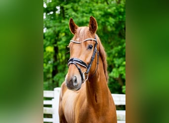 Hannoveraan, Hengst, 4 Jaar, 170 cm, Vos