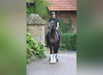 Hannoveraan, Hengst, 4 Jaar, 170 cm, Zwart